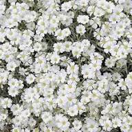White Cerastium Flower Seeds Heirloom Non-GMO High Germination Organic Garden Seeds for Planting