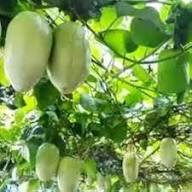 Green Gondhoraj Lemon Seeds for Planting – Heirloom Non-GMO High Germination Organic Garden Seeds