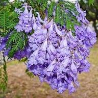 Violet Jacaranda Flower Seeds – Heirloom Non-GMO High Germination Organic Garden Seeds