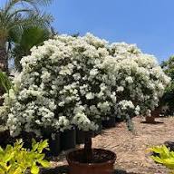White Satureja Flower Seeds Heirloom Non-GMO High Germination Organic Garden Seeds for Planting