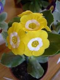Yellow Primula Flower Seeds for Planting – Heirloom Non-GMO High Germination Organic Garden Seeds