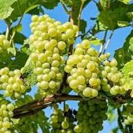 Heirloom Cotton Candy Grapes Fruit Seeds for Planting – Non-GMO High Germination Organic Garden Seeds | Seeds for Planting