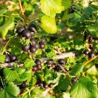 Blackcurrant Fruit Seeds for Planting – Heirloom Non-GMO High Germination Organic Garden Seeds for Vitamin C Rich Berries Home Garden