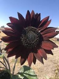 Black Sunflower Flower Seeds – Heirloom, Non-GMO, High Germination Organic Garden Seeds for Planting