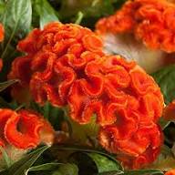 Cockscomb Flower Seeds Orange – Heirloom, Non-GMO, High Germination Organic Garden Seeds for Planting