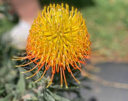 Semillas de Scabiosa Color Rosa Amarillo – Variedad de Herencia, Sin OGM, Semillas Orgánicas de Jardín de Alta Germinación para Sembrar
