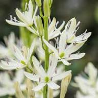 White Camassia Leichtlinii Flower Seeds Heirloom Non-GMO High Germination Organic Garden Seeds
