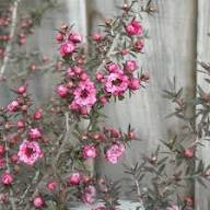 Semillas de flores de Leptospermum rosa – Semillas reliquia, sin OMG, de alta germinación
