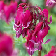 Dicentra Spectabilis Flower Seeds Red – Heirloom Non-GMO High Germination