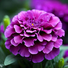 Purple Marigold Flower Seeds – Heirloom, Non-GMO, High Germination Organic Garden Seeds for Planting Seeds for Planting