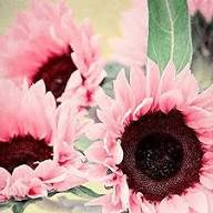 Sunflower Flower Seeds Pink Heirloom Non-GMO High Germination Organic Garden Seeds