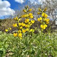 Yellow Thermopsis Flower Seeds Heirloom Non-GMO High Germination Organic Garden Seeds
