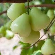 Green Rose Apple Fruit Seeds for Planting – Heirloom, Non-GMO, High Germination Organic Garden Seeds