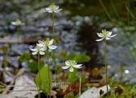 White Goldthread Flower Seeds for Planting Heirloom Non-GMO High Germination Organic Garden Seeds