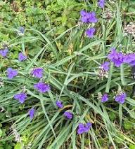 Dreimasterblume Samen – Alte Sorte, gentechnikfrei, keimstark, Bio-Gartensamen