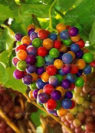 Mixed Rainbow Grapes Fruit Seeds – Heirloom, Non-GMO, High Germination Organic Garden