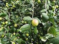 Ziziphus spina-christi Fruit Seeds for Planting – Heirloom Non-GMO High Germination Organic Garden Seeds