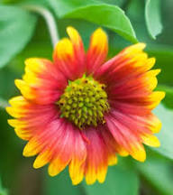 Red Yellow Aster Flower Seeds – Heirloom, Non-GMO, High Germination Seeds