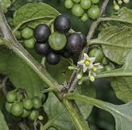 Black Nigrum Seeds Heirloom Non-GMO High Germination Organic Garden Seeds for Planting