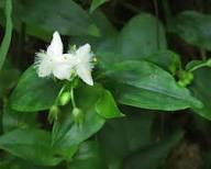 White Spiderwort Flower Seeds Heirloom Non-GMO High Germination Organic Garden Seeds for Planting
