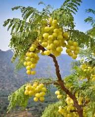 Yellow Phyllanthus Acidus Seeds Heirloom Non-GMO High Germination Organic Garden Seeds for Planting