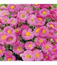 Rosa Erigeron Speciosus Blumensamen – Heirloom, gentechnikfrei, keimstarke Bio-Gartensamen zum Pflanzen
