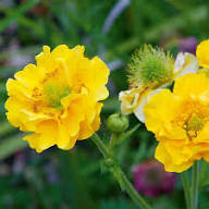 Yellow Stratheden Flower Seeds Heirloom Non-GMO High Germination Organic Garden Seeds