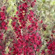 Pink Leptospermum Flower Seeds – Seeds for Planting, Heirloom, Non-GMO, High Germination Organic Garden Seeds