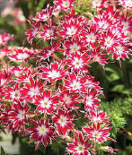 Pink White Phlox Flower Seeds – Heirloom Non-GMO High Germination Organic Garden Seeds