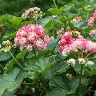Rosebud Geranium Flower Seeds for Planting – Heirloom Non-GMO High Germination Organic Garden Seeds