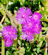 Purple Lampranthus Flower Seeds Heirloom Non-GMO High Germination Organic Garden Seeds for Planting