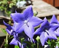 Platycodon Grandiflorus Blumensamen – Alte Sorte, gentechnikfrei, keimfreudige Bio-Gartensamen zum Pflanzen