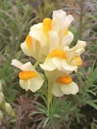 Yellow Linaria Vulgaris Flower Seeds – Heirloom Non-GMO High Germination Organic Garden Seeds