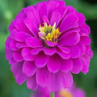 Purple Zinnia Elegans Flower Seeds Heirloom Non-GMO High Germination Organic Garden Seeds for Planting