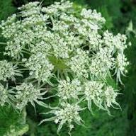 Selinum Wallichianum Flower Seeds for Planting – Heirloom, Non-GMO, High Germination Organic Garden Seeds