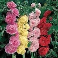 Pink Double Hollyhock Flower Seeds Heirloom Non-GMO High Germination Organic Garden Seeds for Planting