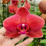 Phalaenopsis Orchids Flower Seeds Red – Heirloom, Non-GMO, High Germination Organic Garden Seeds for Planting