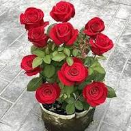 Perennial Red Rose Flower Seeds for Planting – Heirloom Non-GMO High Germination Organic Garden Seeds