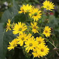 Yellow Silphium Flower Seeds Heirloom Non-GMO High Germination Organic Garden Seeds for Planting