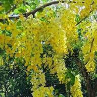 Yellow Laburnum Flower Seeds – Heirloom Non-GMO High Germination Organic Seeds