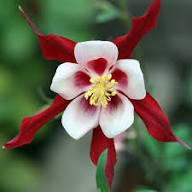 Red White Aquilegia Vulgaris Flower Seeds for Planting Heirloom Non-GMO High Germination Organic Garden Seeds