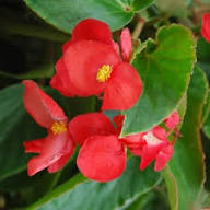 Semillas de Begonia Roja Gigante Semillas de Jardín Orgánicas para Siembra, Herencia, Sin OGM, Alta Germinación