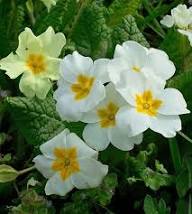 Semillas de flores de Prímula Blancas Herencia No OGM Alta Germinación Semillas Orgánicas de Jardín para Sembrar