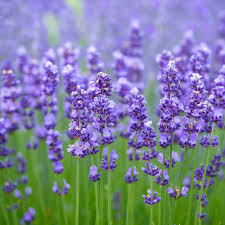 lavender bonsai flower seeds