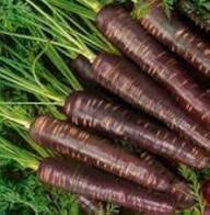 Carrot Seeds – Heirloom Non-GMO High Germination Organic Garden Seeds for Planting