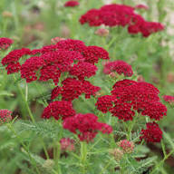 Pink Achillea Ballerina Flower Seeds for Planting – Heirloom, Non-GMO, High Germination Organic Garden Seeds