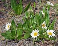 Wyethia Flower Seeds – Heirloom Non-GMO High Germination Organic Garden