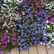 Purple Lobelia Flower Seeds – Heirloom, Non-GMO, High Germination Organic Garden Seeds for Planting Seeds for Planting