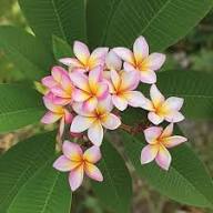 Plumeria Flower Seeds Mixed – Heirloom, Non-GMO, High Germination Organic Garden Seeds for Planting
