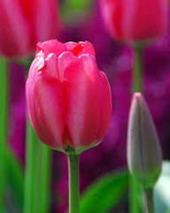 Tulip Flower Seeds Pink Red Heirloom Non-GMO High Germination Organic Garden Seeds for Planting